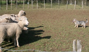 chiro mouton mars 2008M.jpg (29297 octets)