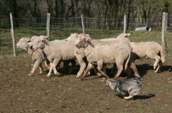 chiro mouton mars 2008N.jpg (31755 octets)