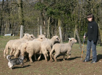 chiro mouton mars 2008O.jpg (38749 octets)