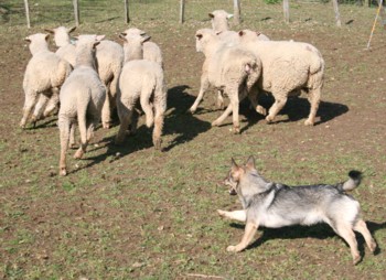 chiro mouton mars 2008Q.jpg (37544 octets)