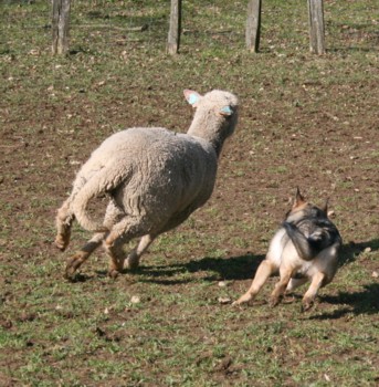 chiro mouton mars 2008W.jpg (53991 octets)