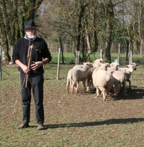 mouton mars 2008E.jpg (40566 octets)