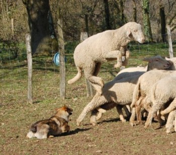 mouton mars 2008 bliss.jpg (43524 octets)