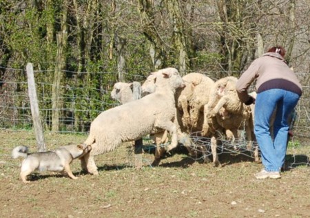 mouton mars 2008 boom.jpg (63823 octets)